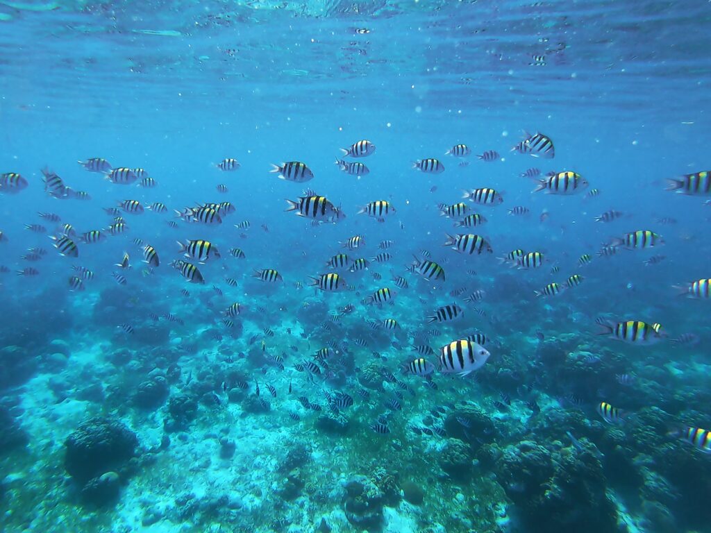 バックパッカー セブ島 おすすめスポット