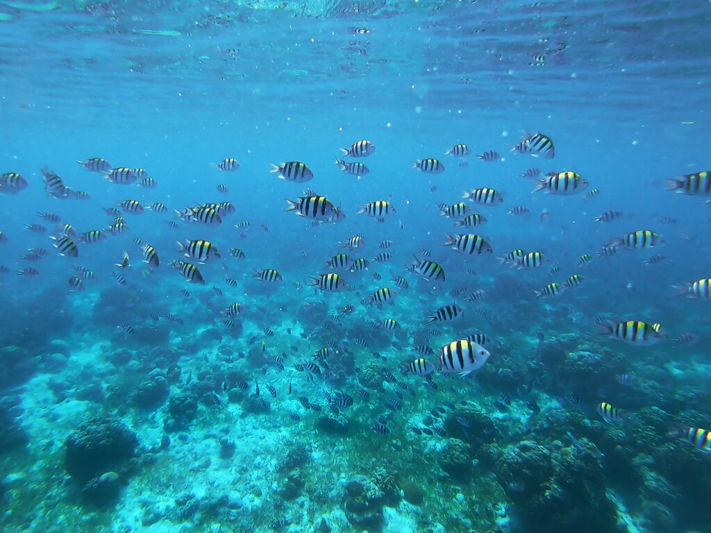 セブ島 とは